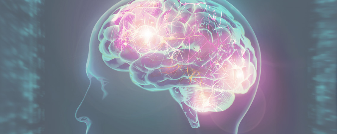 Illustration of the brain and central nervous system, calmed with Exomind and Brain Align during Stay + Heal
